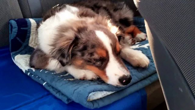 Réveiller son chien avec sa chanson préférée : Let It Go, Frozen!