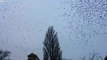 Group of Birds Fly Simultaneously Away