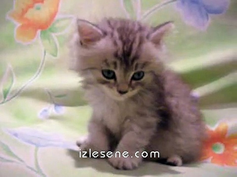 sevimli kedi