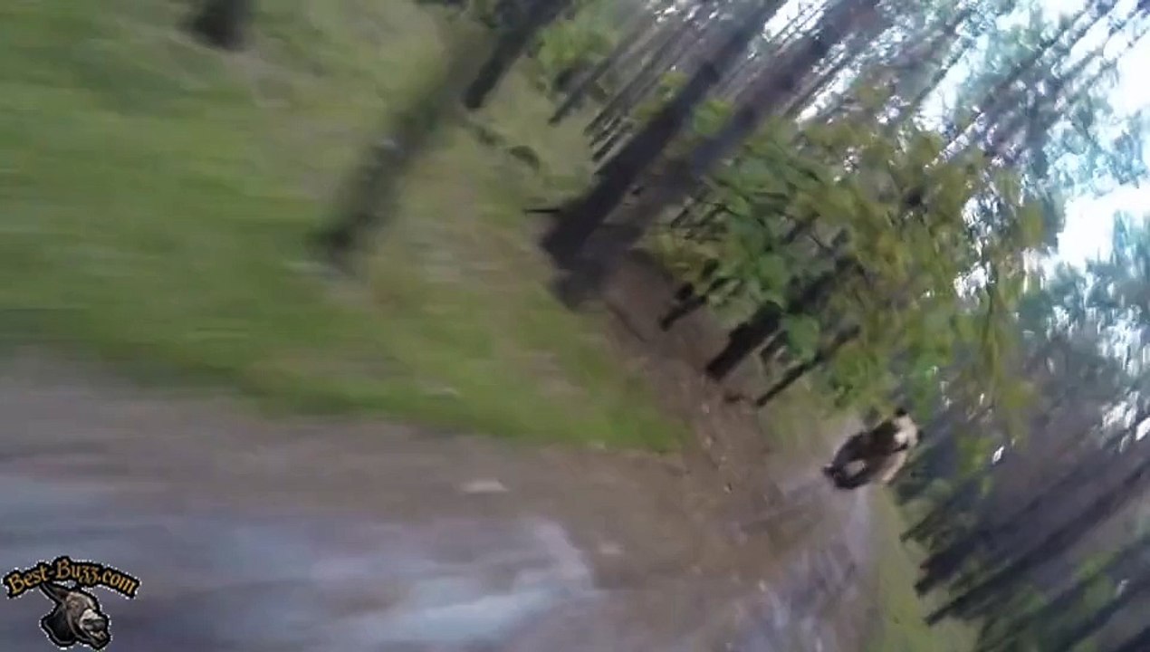 Rencontre cauchemardesque dans la forêt ...
