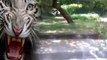 Tigre mata homem num Zoo da Índia!