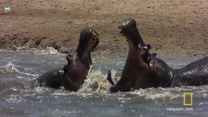 Erkek Su Aygırlarının Kıran Kırana Kavgası
