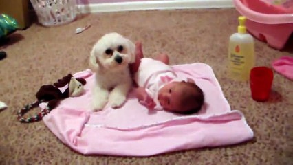 Un chien protège un bébé d'un aspirateur