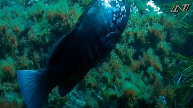 Дикая Франция 'Подводный мир'