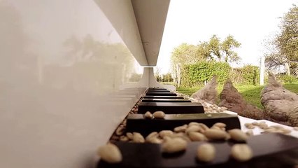 Piyano çalan tavuklar