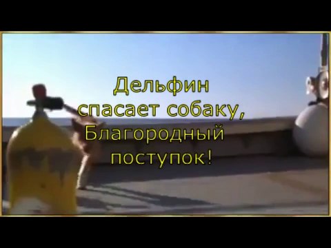 Дельфин спасает собаку !!!
