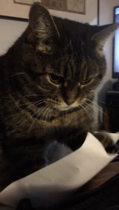 ¡Gato obsesionado con un papel!