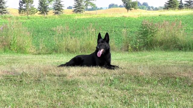 CC PROTECTION DOGS GERMAN SHEPHERD IMPORT | CCPROTECTIONDOGS.COM