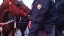 Nicolosi - Polizia blocca corsa clandestina di cavalli con 100 spettatori