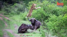 Flying Lion- Buffalo Launches Predator Into The Air  video Dailymotion