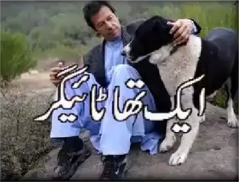 PTI Dharna- Imran Khan Tigers on the move for SHUTDOWN PAKISTAN .......Oh my God really watch and praise TIGERS