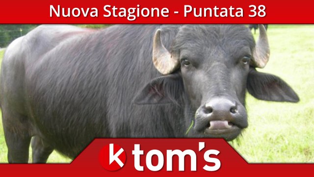 OK Tom's² - Le migliori bufale del web! - Puntata 38