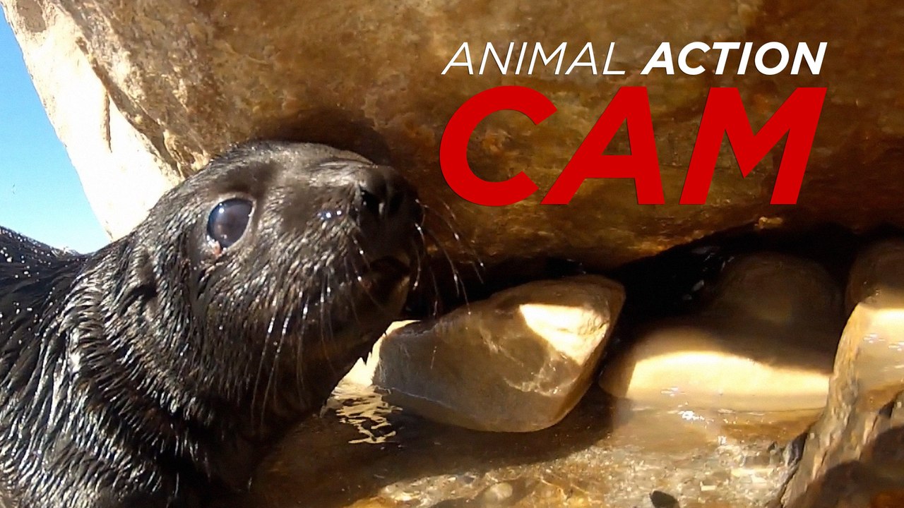 GoPro gets up close with adorable seal pups - Animal Action Cam