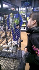 Zoé et la calopsitte