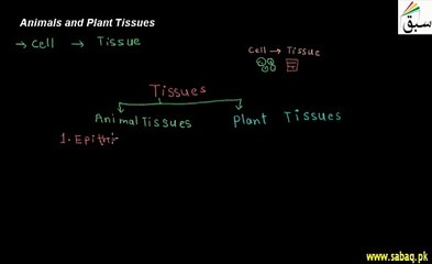 Animals  and Plant Tissues