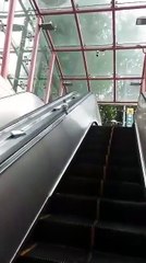 PIGEON RIDES ESCALATOR