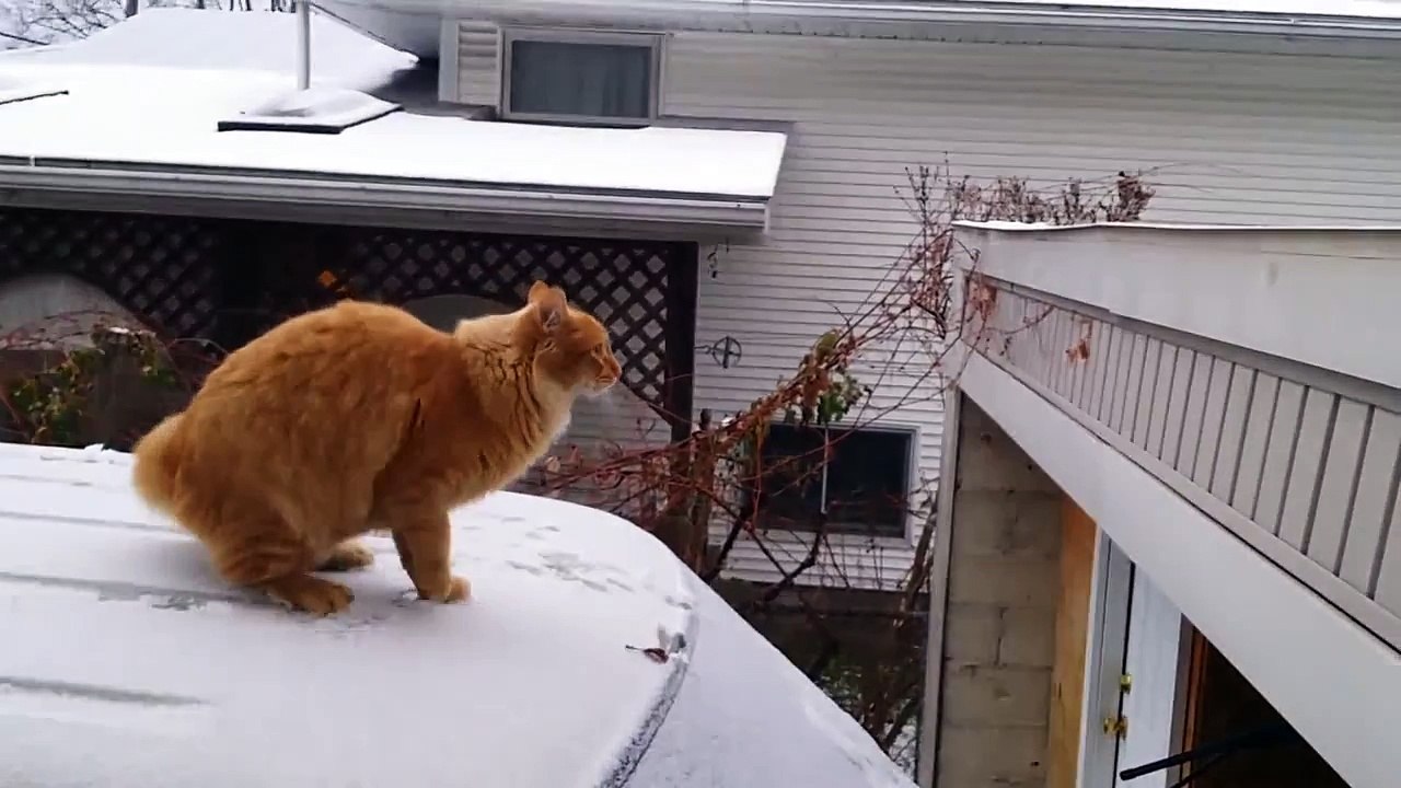 Funny Cat Fails Epic Jump