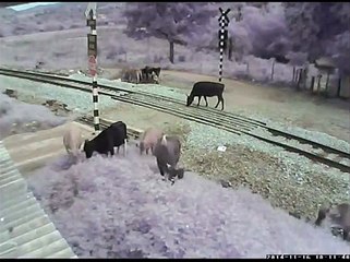 Đàn bò chạy toán loạn khi tàu hỏa tới