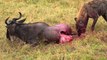 Animal Fights Lion Eating Antelope Testis When It's Alive Brutal Animals Wildlife Fights