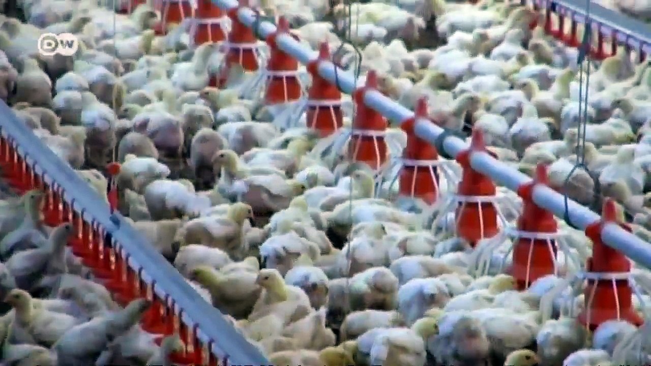 GlobalZahl Fleisch | Global 3000