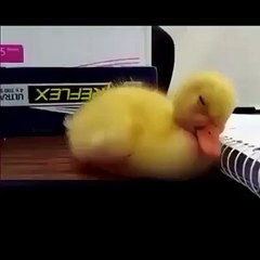 Baby duck can't stay awake