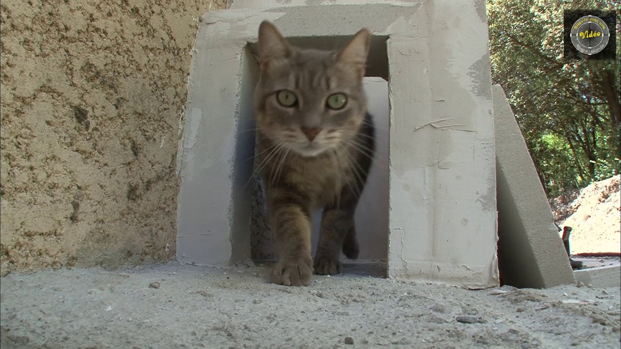 Tunnel Pour Chats Video Dailymotion