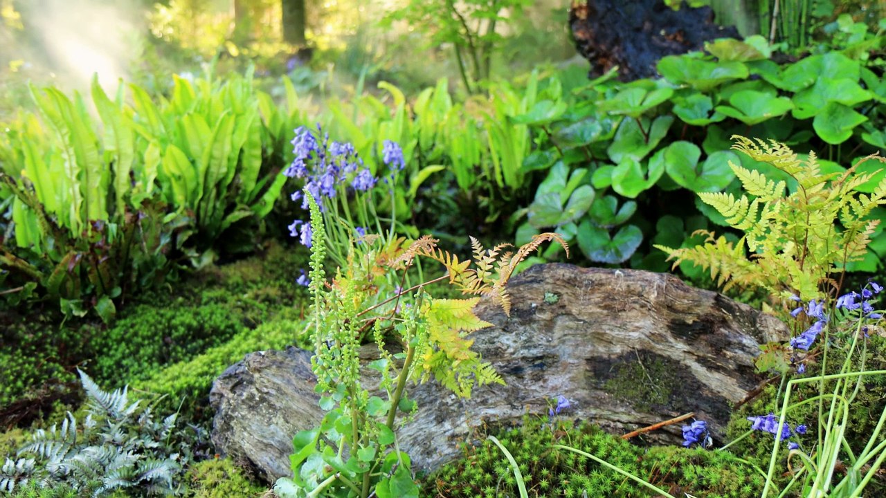 Maulavé Présentation des Floralies