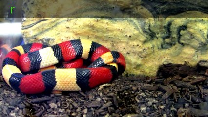 CORAL SNAKE IMMITATOR