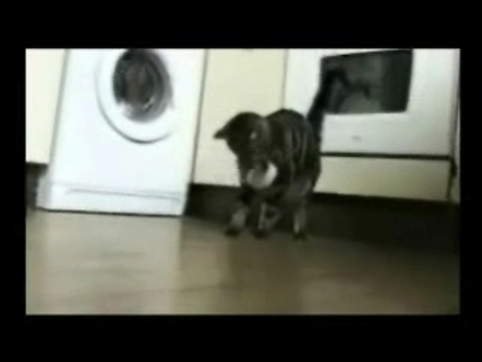 FunnyCat984651