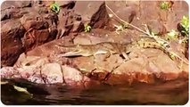 Alligator Jumps Onto Swimmer | Gator Attack