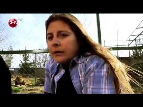 Ale y Cota - Veamos la pata del camello