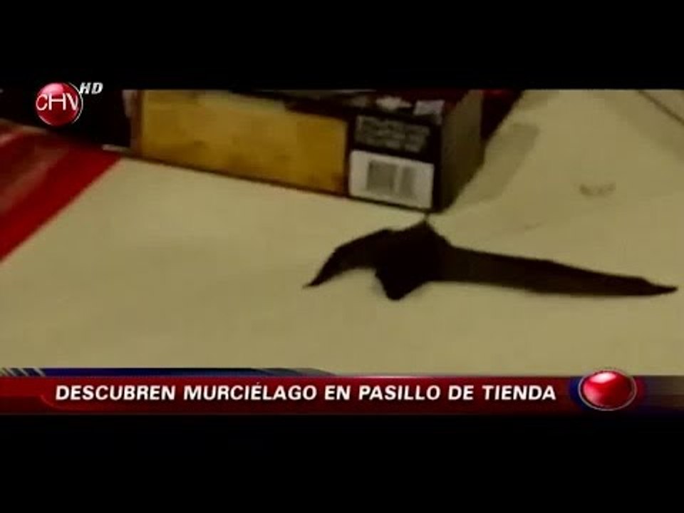 Clientes descubren murciélago en pasillo de multitienda en Temuco - CHV Noticias