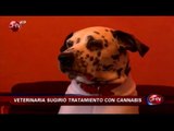 Dueños tratan convulsiones de su perro con aceite de marihuana - CHV Noticias