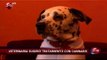 Dueños tratan convulsiones de su perro con aceite de marihuana - CHV Noticias