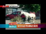 Vacas y caballos se pasean por calles de Estación Central - MATINAL DE CHV