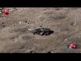 Peligrosa medusa tóxica causa alerta en playas del litoral central - CHV Noticias