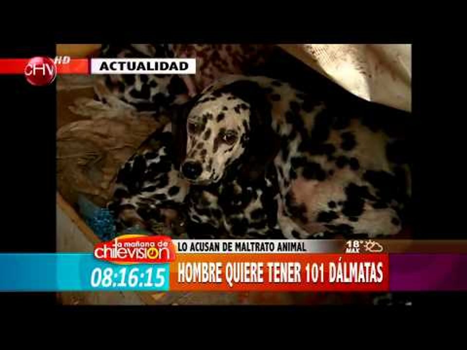 Hombre quiere tener 101 dálmatas y es acusado de maltrato animal - Matinal 15/07