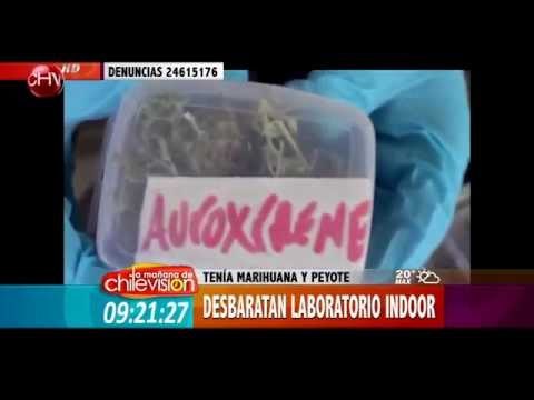 OS-7 de Carabineros desbarató laboratorio indoor de marihuana y peyote - La Mañana de CHV