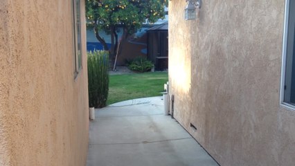 Dog excited to see owner?