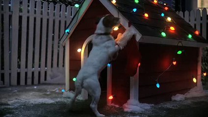 Dog waiting for Santa
