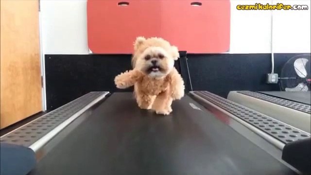 Oyuncak Ayı Kostümü Giyen Sevimli Köpek