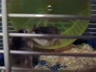 Hamster Fight