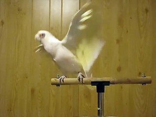 Frostie Dancing To Shake Your Tail