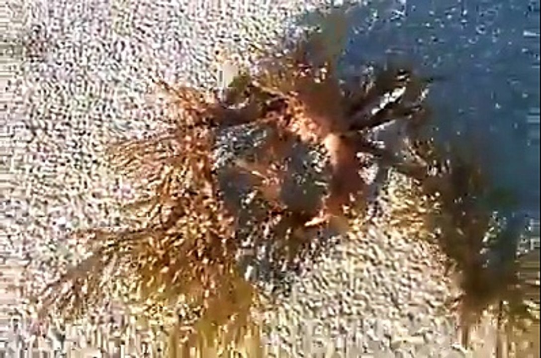 unbelievable animal