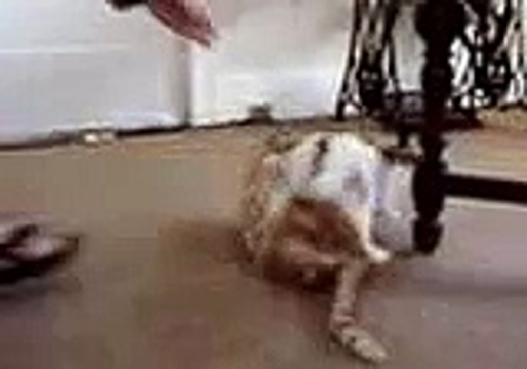 Le lapin veut copuler avec le chat