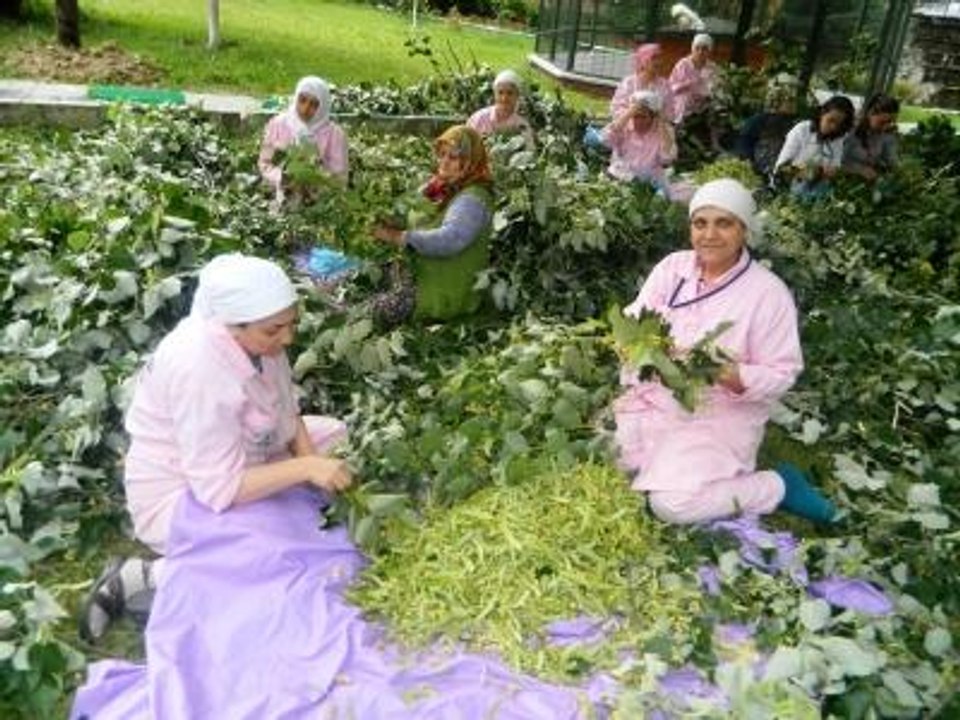 Ihlamur Rekora Koşuyor