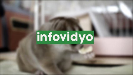 Lorisler, Ne Kadar Tatlı Değil mi?