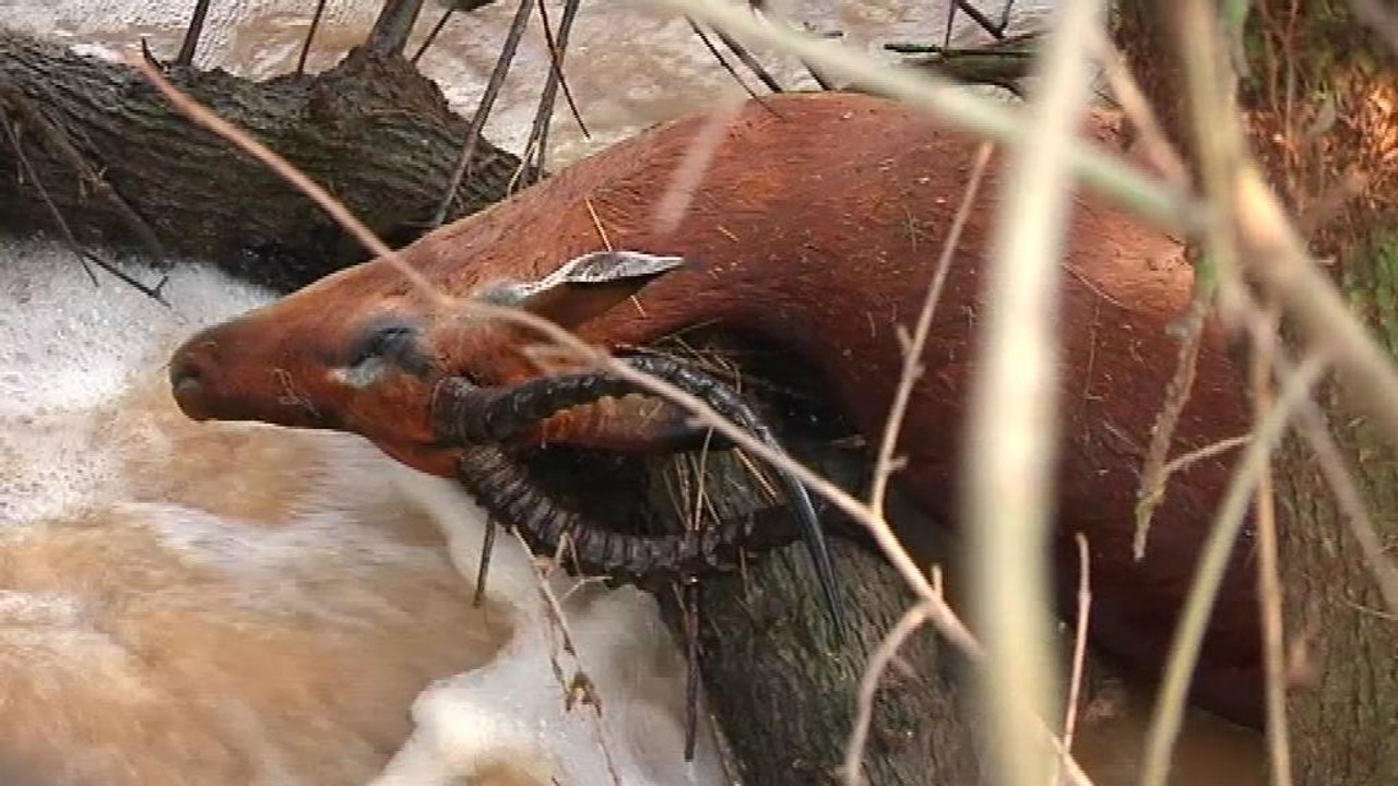 Intempéries: la réserve naturelle de Sigean durement touchée