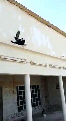 Un Pigeon bien plus futé qu'un chat...