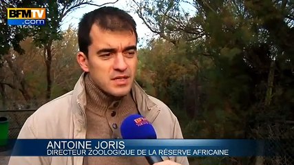 Le parc d'animaux africains de Sigean durement touché par les intempéries